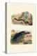 Sea Cucumbers, 1833-39-null-Premier Image Canvas