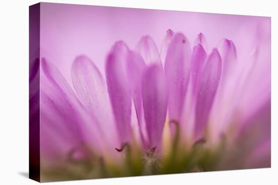 Sea Daisy, California Native Flower, Los Angeles, California-Rob Sheppard-Premier Image Canvas