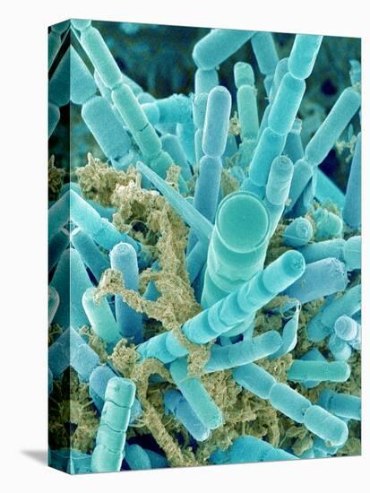 Sea Diatom-Micro Discovery-Premier Image Canvas
