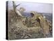 Sea Eagle's Nest, 1907-Bruno Andreas Liljefors-Premier Image Canvas