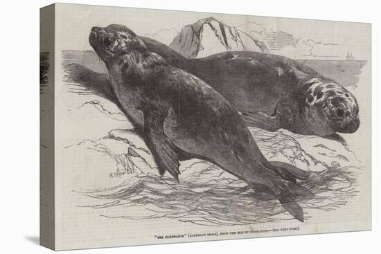 Sea Elephants (Elephant Seals), from the Isle of Desolation-Harrison William Weir-Premier Image Canvas