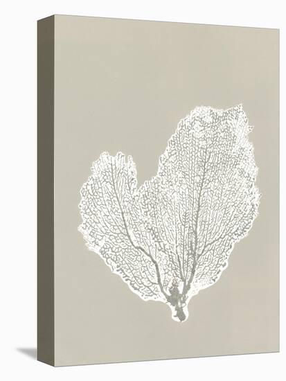 Sea Fan 4-Mary Margaret Briggs-Premier Image Canvas