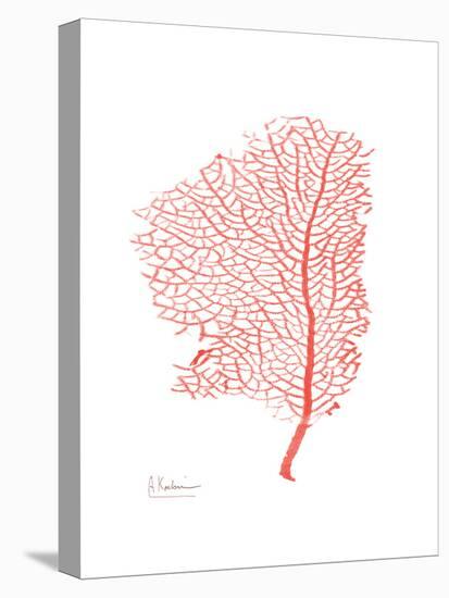 Sea Fan 5-Albert Koetsier-Stretched Canvas