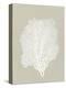 Sea Fan 5-Mary Margaret Briggs-Premier Image Canvas