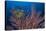 Sea Fan And Crinoid-Matthew Oldfield-Premier Image Canvas
