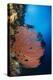 Sea Fan (Gorgonia) and Feather Star (Crinoidea), Rainbow Reef, Fiji-Pete Oxford-Premier Image Canvas