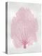 Sea Fan Pink Blush II-Melonie Miller-Stretched Canvas