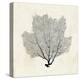 Sea Fan Sketch I-Grace Popp-Stretched Canvas