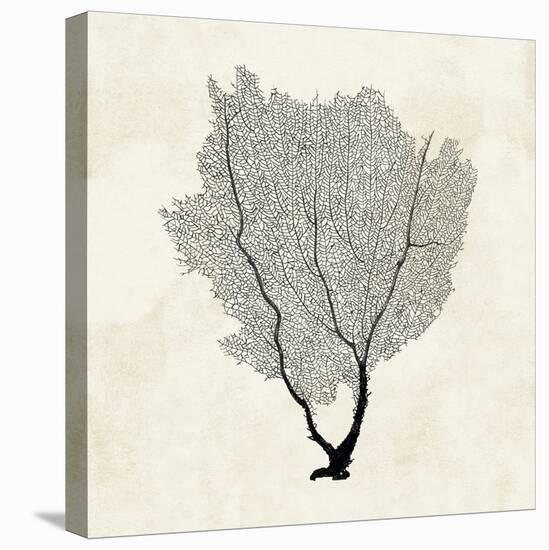 Sea Fan Sketch II-Grace Popp-Stretched Canvas