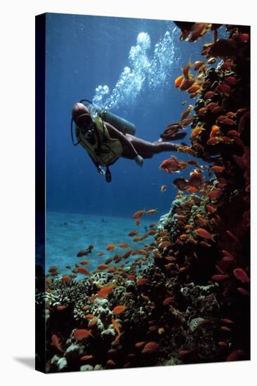 Sea Goldie Fish And a Scuba Diver-Peter Scoones-Premier Image Canvas