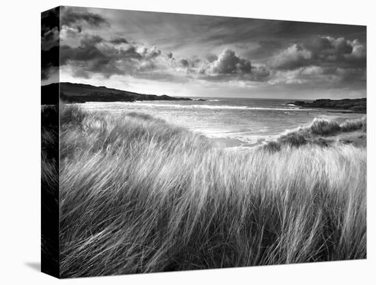 Sea Grass-Stephen Gassman-Stretched Canvas