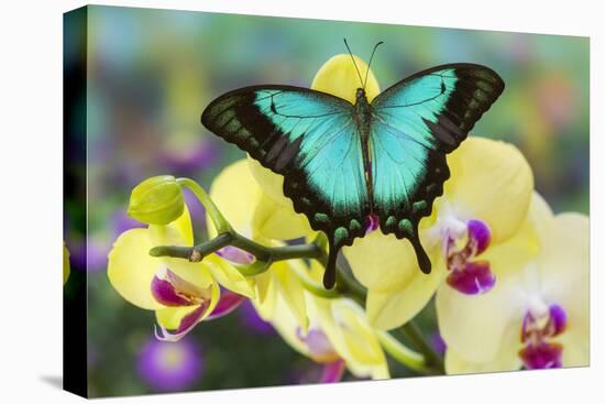 Sea Green Swallowtail Butterfly, Papilio Lorquinianus-Darrell Gulin-Premier Image Canvas