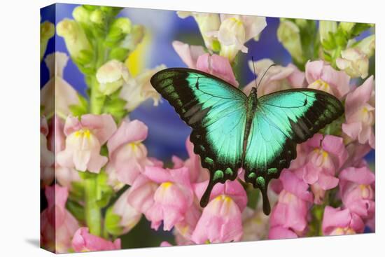 Sea Green Swallowtail Butterfly, Papilio-Darrell Gulin-Premier Image Canvas