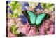 Sea Green Swallowtail Butterfly, Papilio-Darrell Gulin-Premier Image Canvas