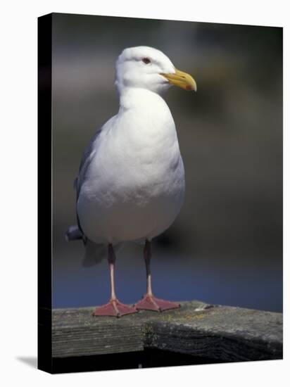 Sea Gull on Railing, La Conner, Washington, USA-Jamie & Judy Wild-Premier Image Canvas