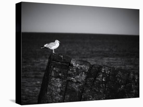 Sea Gull-John Gusky-Premier Image Canvas