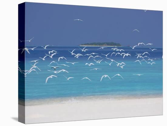 Sea Gulls and Resort, the Maldives, Indian Ocean-Sakis Papadopoulos-Premier Image Canvas