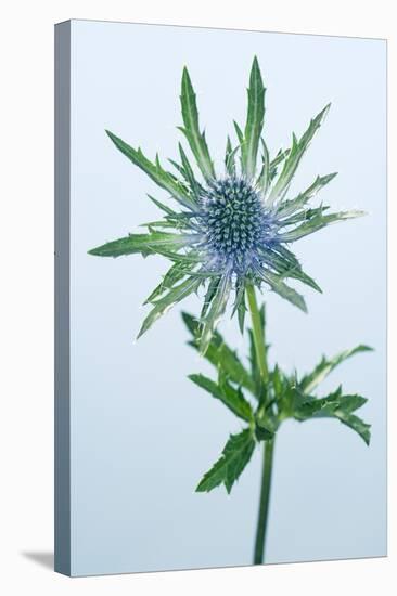 Sea Holly (Eryngium Sp.)-Lawrence Lawry-Premier Image Canvas