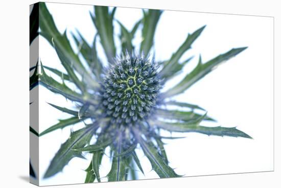 Sea Holly (Eryngium Sp.)-Lawrence Lawry-Premier Image Canvas