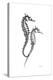 Sea Horse Gray-Albert Koetsier-Stretched Canvas