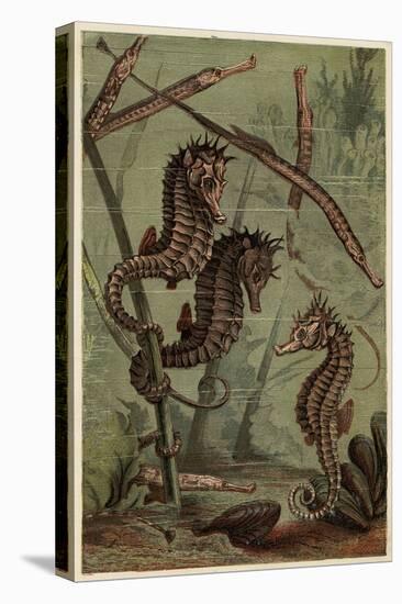 Sea-Horses and Pipe-Fish-null-Stretched Canvas