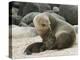 Sea Lion and Pup, Santa Cruz Island, Galapagos, Ecuador, South America-Rolf Richardson-Premier Image Canvas