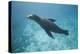 Sea Lion in the Ocean-DLILLC-Premier Image Canvas