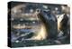 Sea Lion Swim-Steve Munch-Stretched Canvas