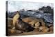 Sea lions, La Jolla, San Diego, California, United States of America, North America-Richard Cummins-Premier Image Canvas