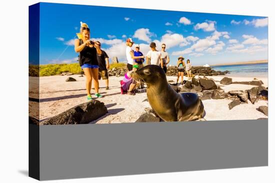 Sea lions on Floreana Island, Galapagos Islands, Ecuador, South America-Laura Grier-Premier Image Canvas