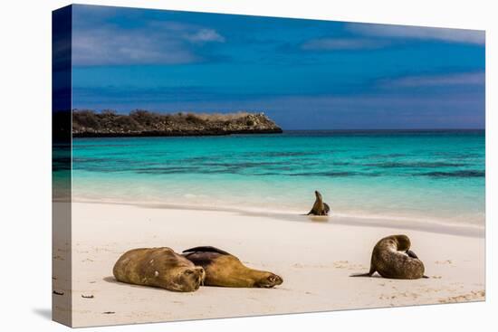 Sea lions on Floreana Island, Galapagos Islands, UNESCO World Heritage Site, Ecuador, South America-Laura Grier-Premier Image Canvas