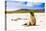 Sea lions on Floreana Island, Galapagos Islands, UNESCO World Heritage Site, Ecuador, South America-Laura Grier-Premier Image Canvas