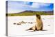 Sea lions on Floreana Island, Galapagos Islands, UNESCO World Heritage Site, Ecuador, South America-Laura Grier-Premier Image Canvas