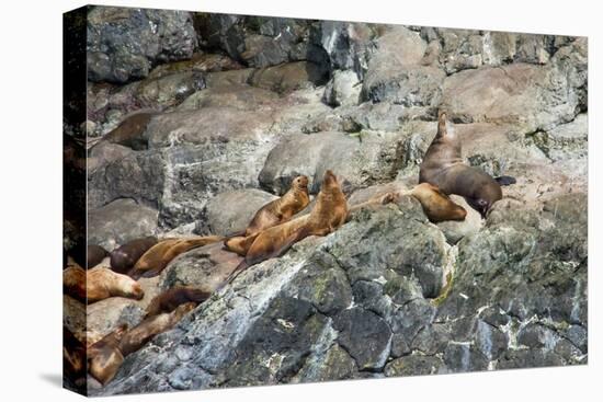 Sea Lions on Rock-Latitude 59 LLP-Premier Image Canvas