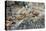 Sea Lions on Rock-Latitude 59 LLP-Premier Image Canvas