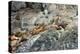 Sea Lions on Rock-Latitude 59 LLP-Premier Image Canvas