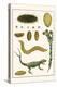 Sea Mice, Bristleworm, Whake Lice, Isopod, Lizard and Sunflower-Albertus Seba-Stretched Canvas
