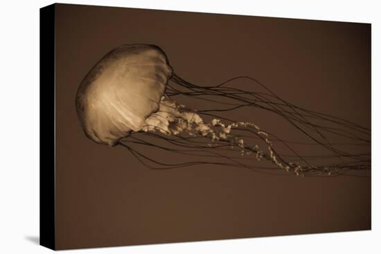 Sea Nettle II-Erin Berzel-Premier Image Canvas