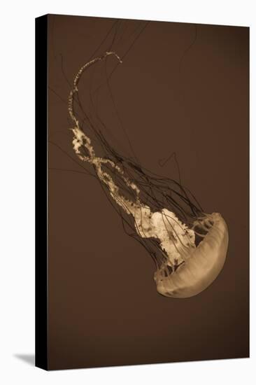 Sea Nettle III-Erin Berzel-Premier Image Canvas