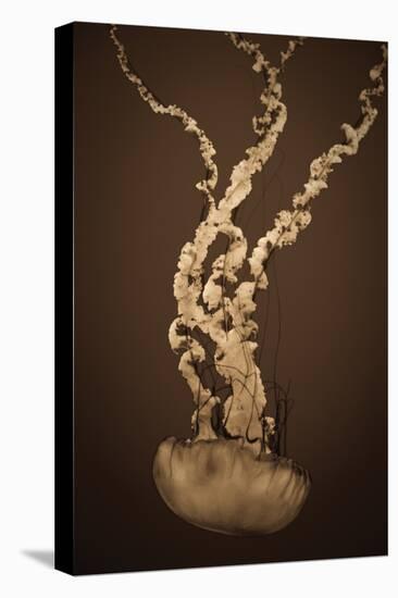 Sea Nettle IV-Erin Berzel-Premier Image Canvas