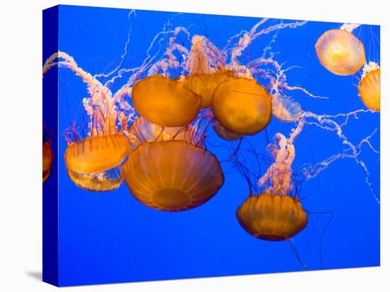 Sea Nettles, Monterey Bay Aquarium Display, Monterey, California, USA-Stuart Westmoreland-Premier Image Canvas