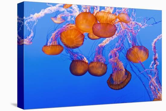 Sea Nettles, Monterey, California, Usa-Russ Bishop-Premier Image Canvas