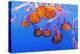 Sea Nettles, Monterey, California, Usa-Russ Bishop-Premier Image Canvas