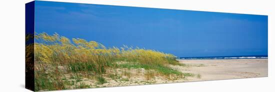 Sea Oat Grass on the Beach, Charleston, South Carolina, USA-null-Stretched Canvas