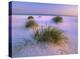 Sea Oats growing on beach, Santa Rosa Island, Gulf Islands National Seashore, Florida-Tim Fitzharris-Stretched Canvas