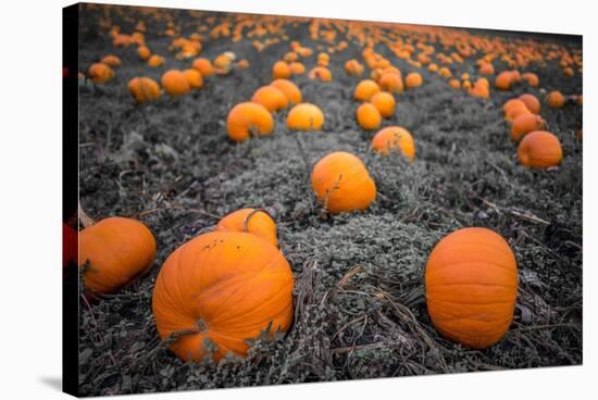 Sea of Pumpkins-Tim Oldford-Stretched Canvas