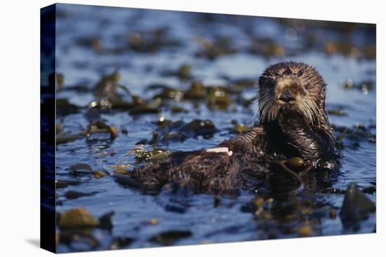 Sea Otter Floating in Kelp-DLILLC-Premier Image Canvas