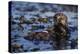 Sea Otter Floating in Kelp-DLILLC-Premier Image Canvas