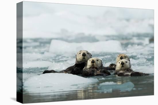 Sea otter group of four resting among sea ice, Alaska, USA-Danny Green-Premier Image Canvas