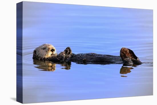 Sea Otter Relaxing-Lantern Press-Stretched Canvas